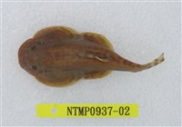 藏品(埔里中華爬岩鰍)的圖片